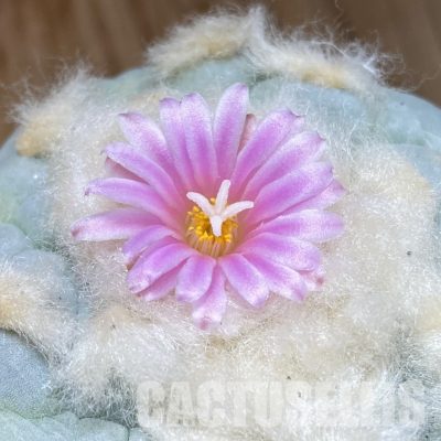 SH29367 Anhalonium frichii hybrid