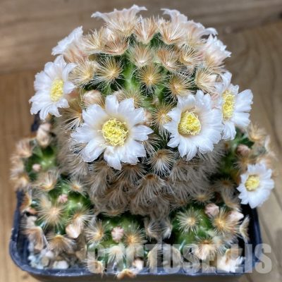 SH19967 Mammillaria carmenae f. rubrispina