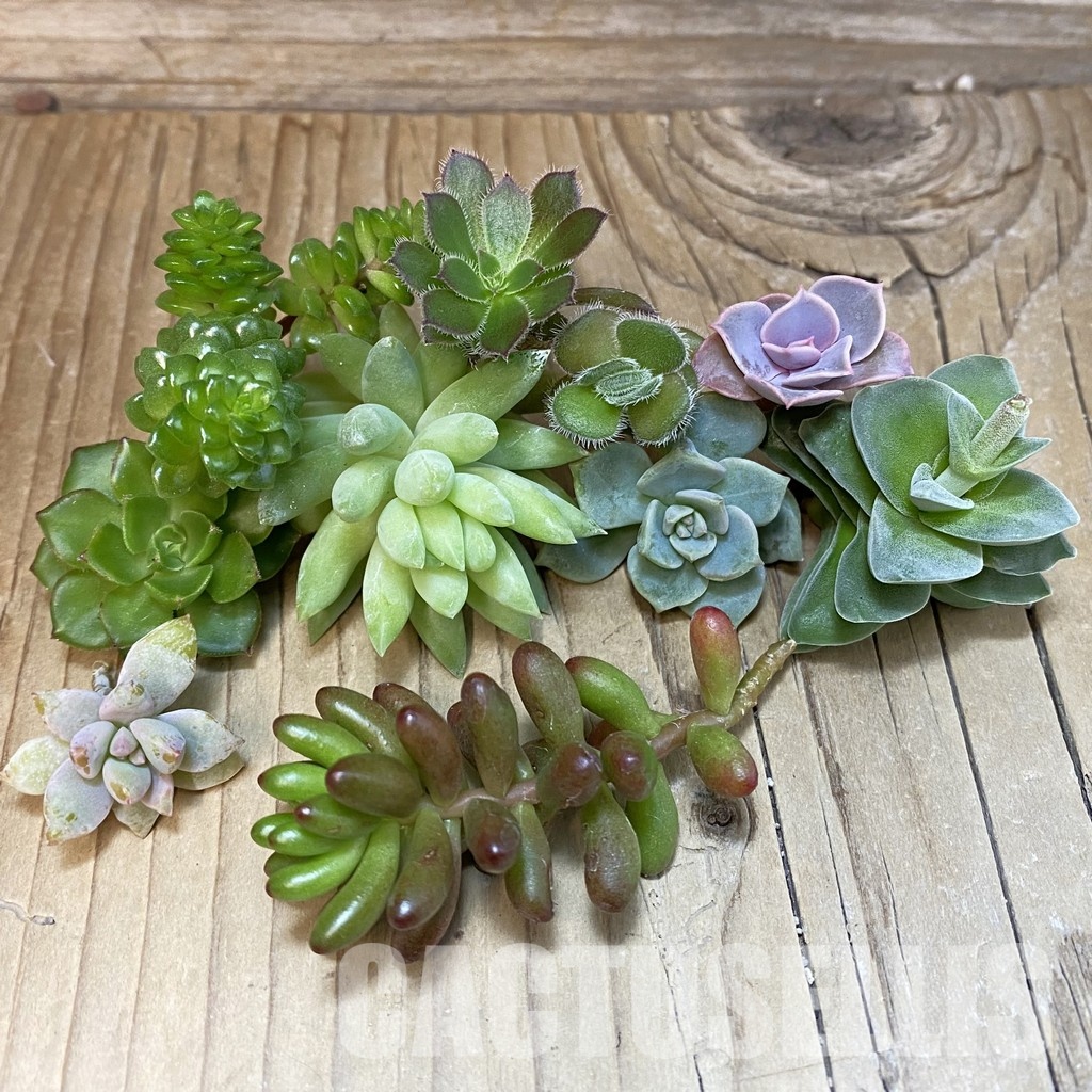 SH30348 Succulents mix, cuted