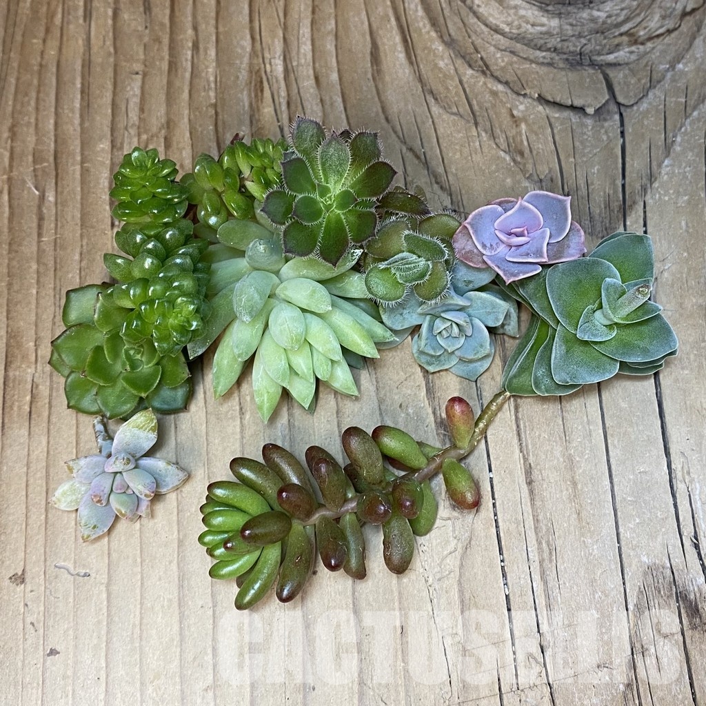 SH30348 Succulents mix, cuted - Image 2