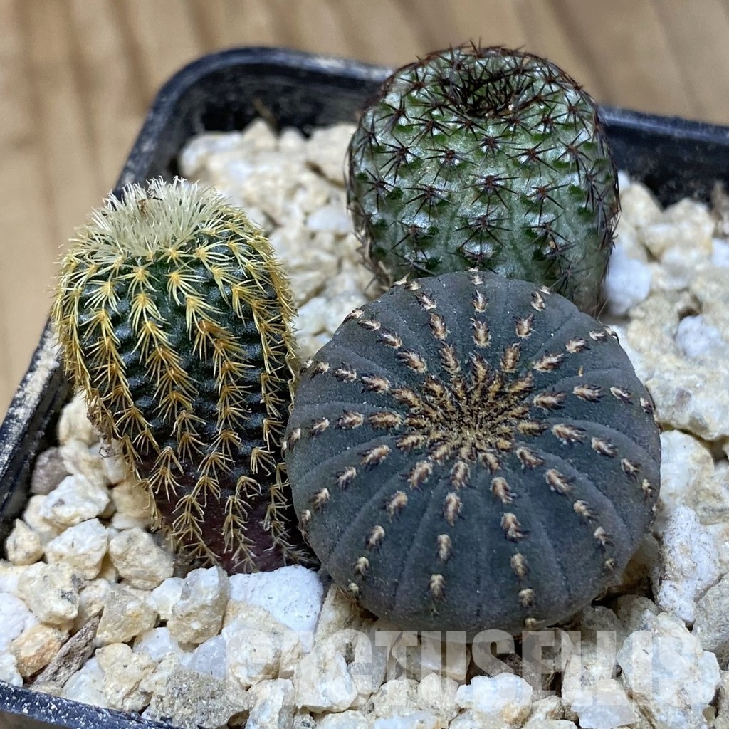 SH30288 Frailea mix