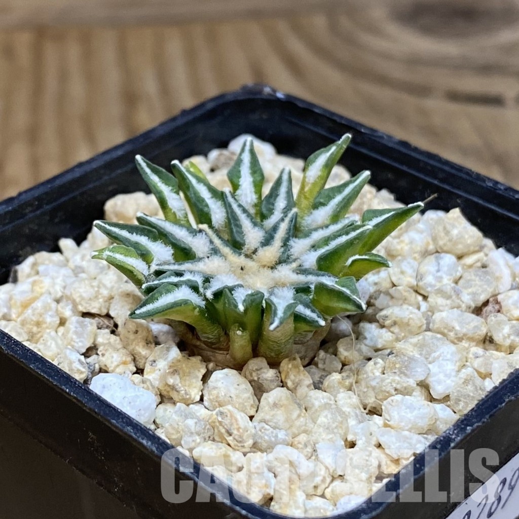 SH30289 Ariocarpus kotschoubeyanus v. macdowellii, own roots seedling - Image 2