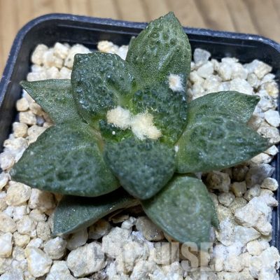 SH30290 Ariocarpus fissuratus v. hintonii hybrid, own roots seedling