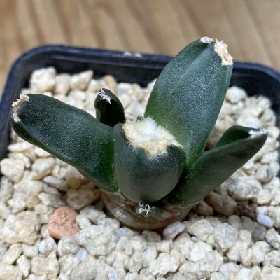 SH30293 Ariocarpus retusus ‘Three Finger’, own roots seedling