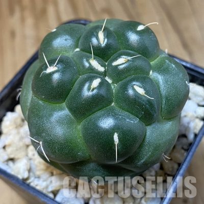 SH30295 Coryphantha elephantidens ‘inermis’