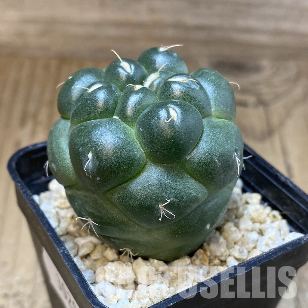 SH30295 Coryphantha elephantidens ‘inermis’ - Image 2