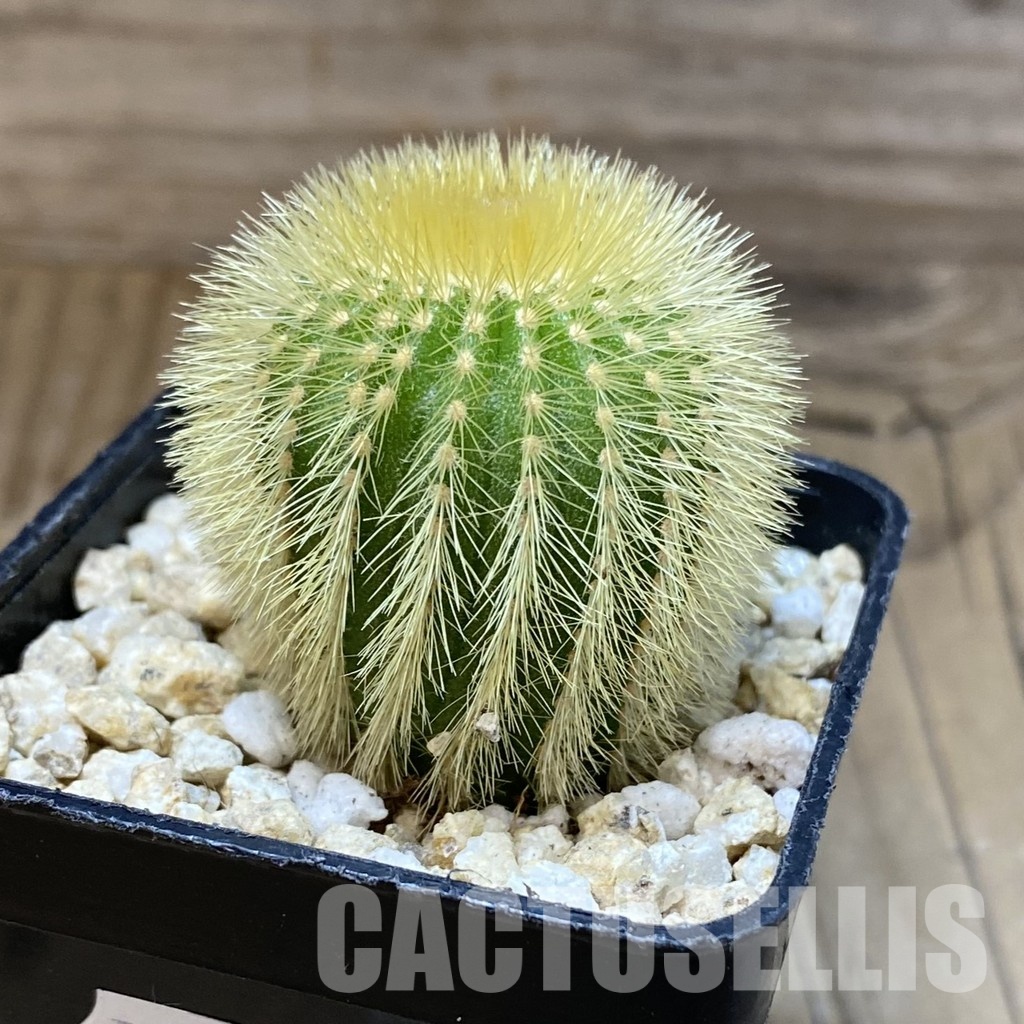 SH30296 Uebelmannia eriocactoides - Image 2
