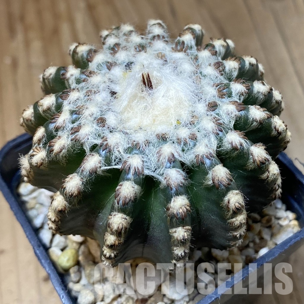 SH30297 Discocactus horstii