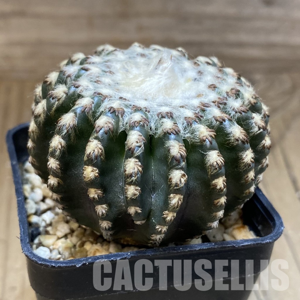SH30297 Discocactus horstii - Image 2