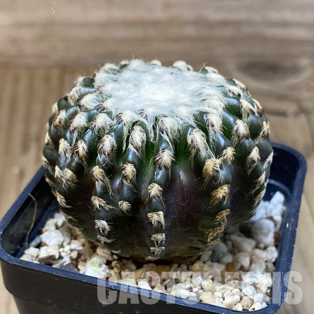 SH30298 Discocactus horstii - Image 2