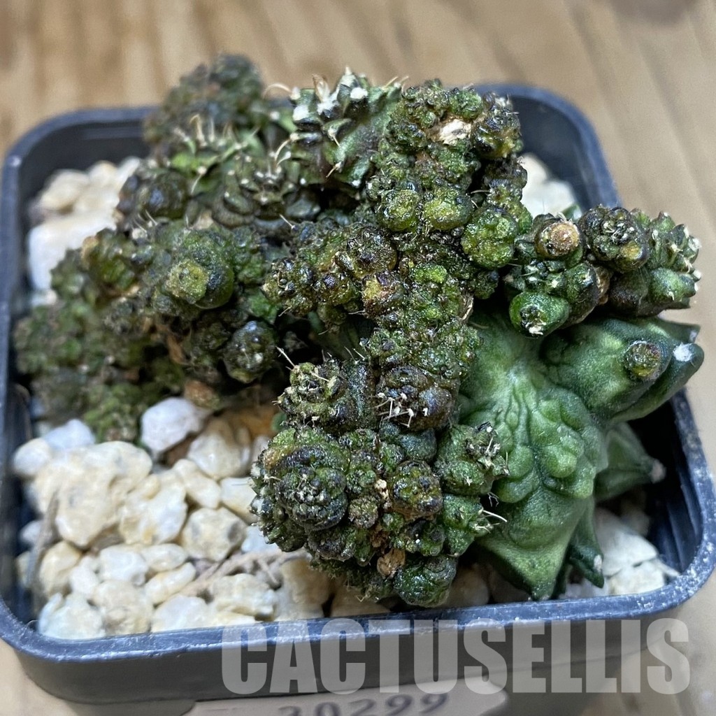 SH30299 Gymnocalycium mihanovichii ‘Green Crocodile’