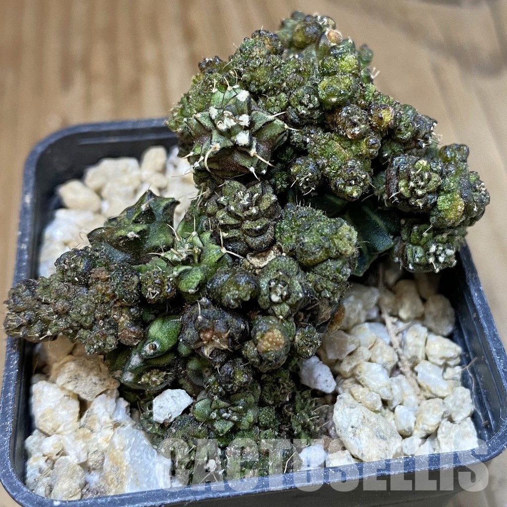 SH30299 Gymnocalycium mihanovichii ‘Green Crocodile’ - Image 2