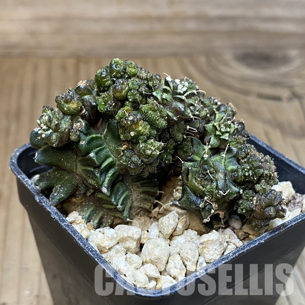 SH30299 Gymnocalycium mihanovichii ‘Green Crocodile’ - Image 3