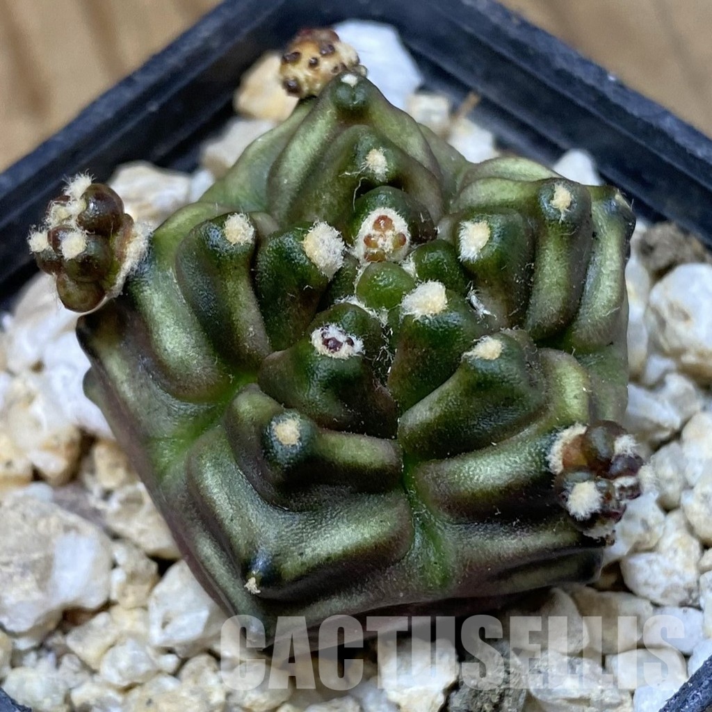 SH30300 Gymnocalycium mihanovichii ‘Mulberry’