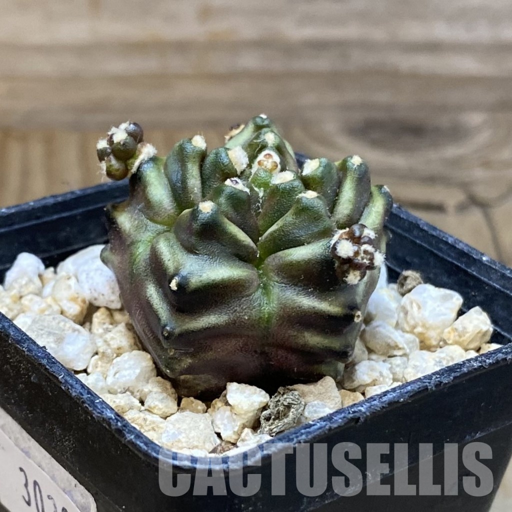 SH30300 Gymnocalycium mihanovichii ‘Mulberry’ - Image 2