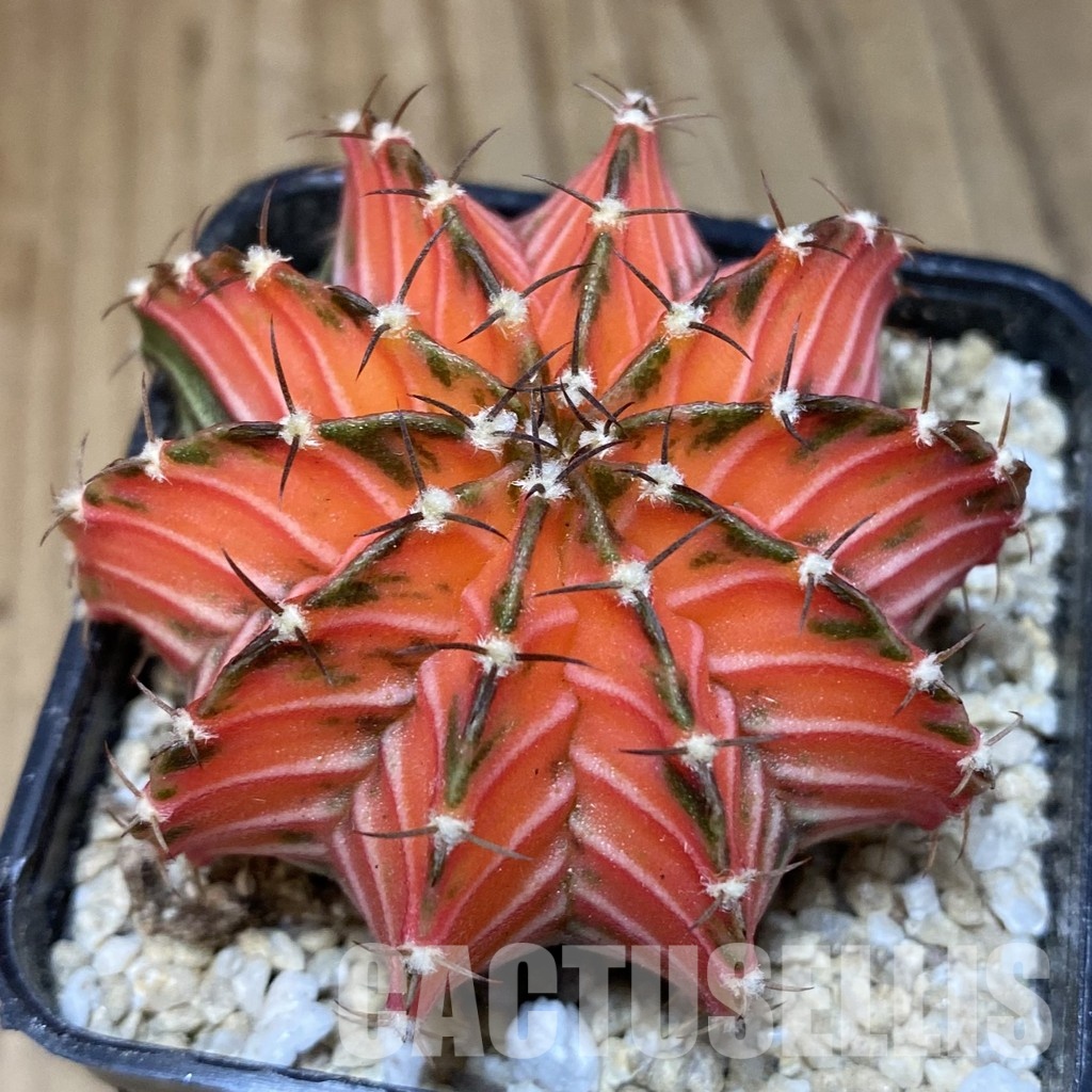 SH30304 Gymnocalycium friedrichii LB f. variegata, seedling - Image 2