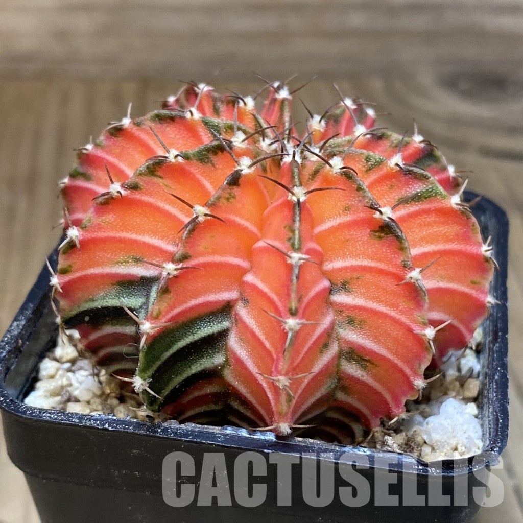 SH30304 Gymnocalycium friedrichii LB f. variegata, seedling - Image 3