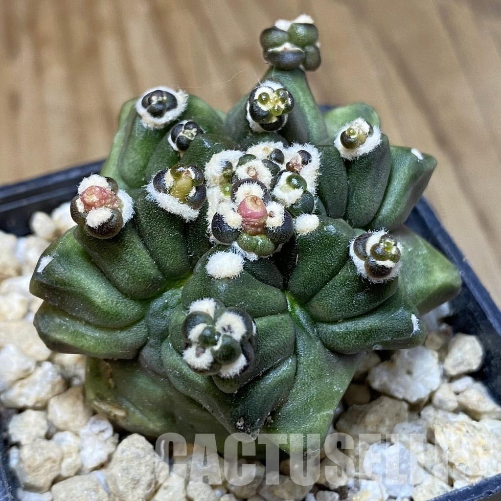 SH30310 Gymnocalycium mihanovichii ‘Transformer’