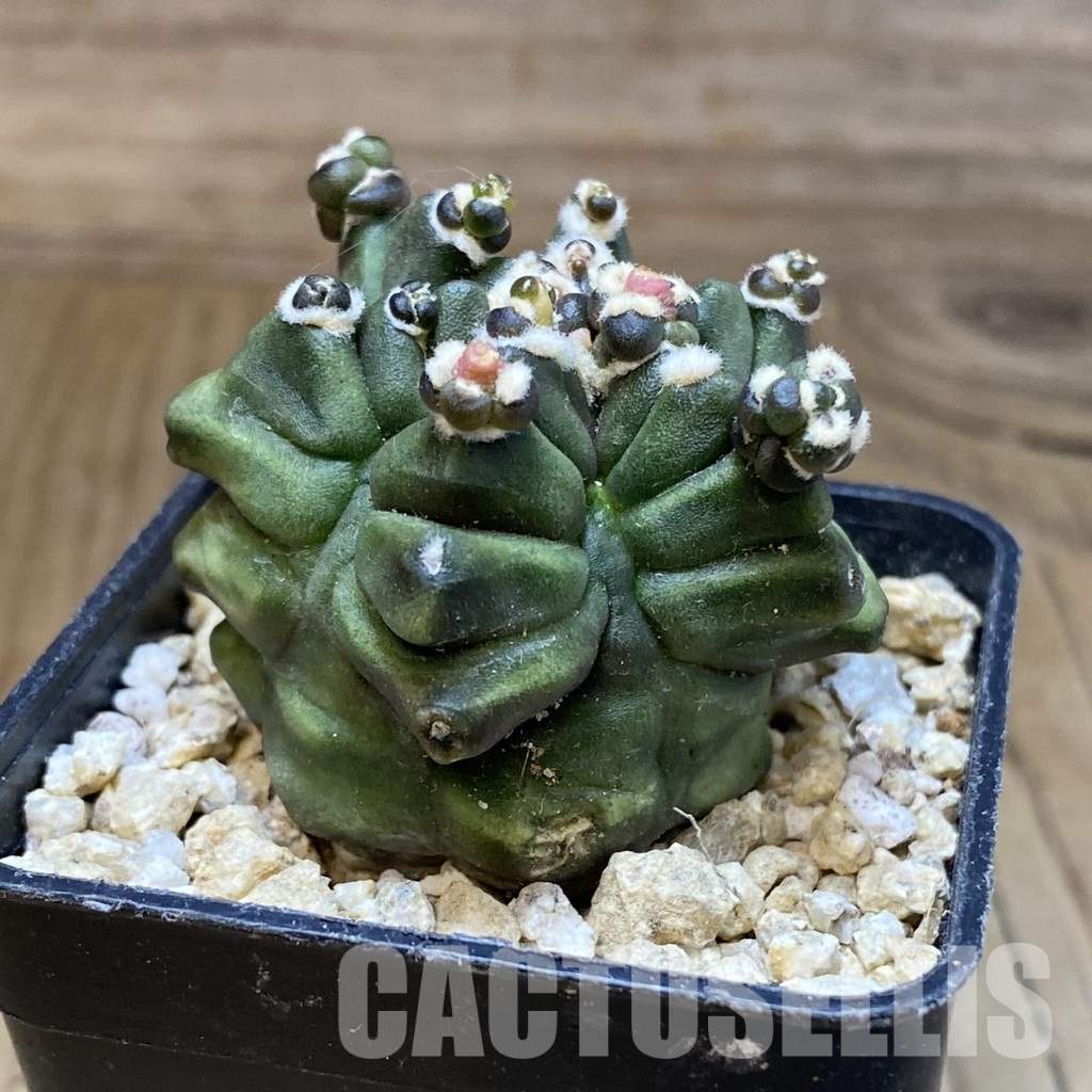 SH30310 Gymnocalycium mihanovichii ‘Transformer’ - Image 2