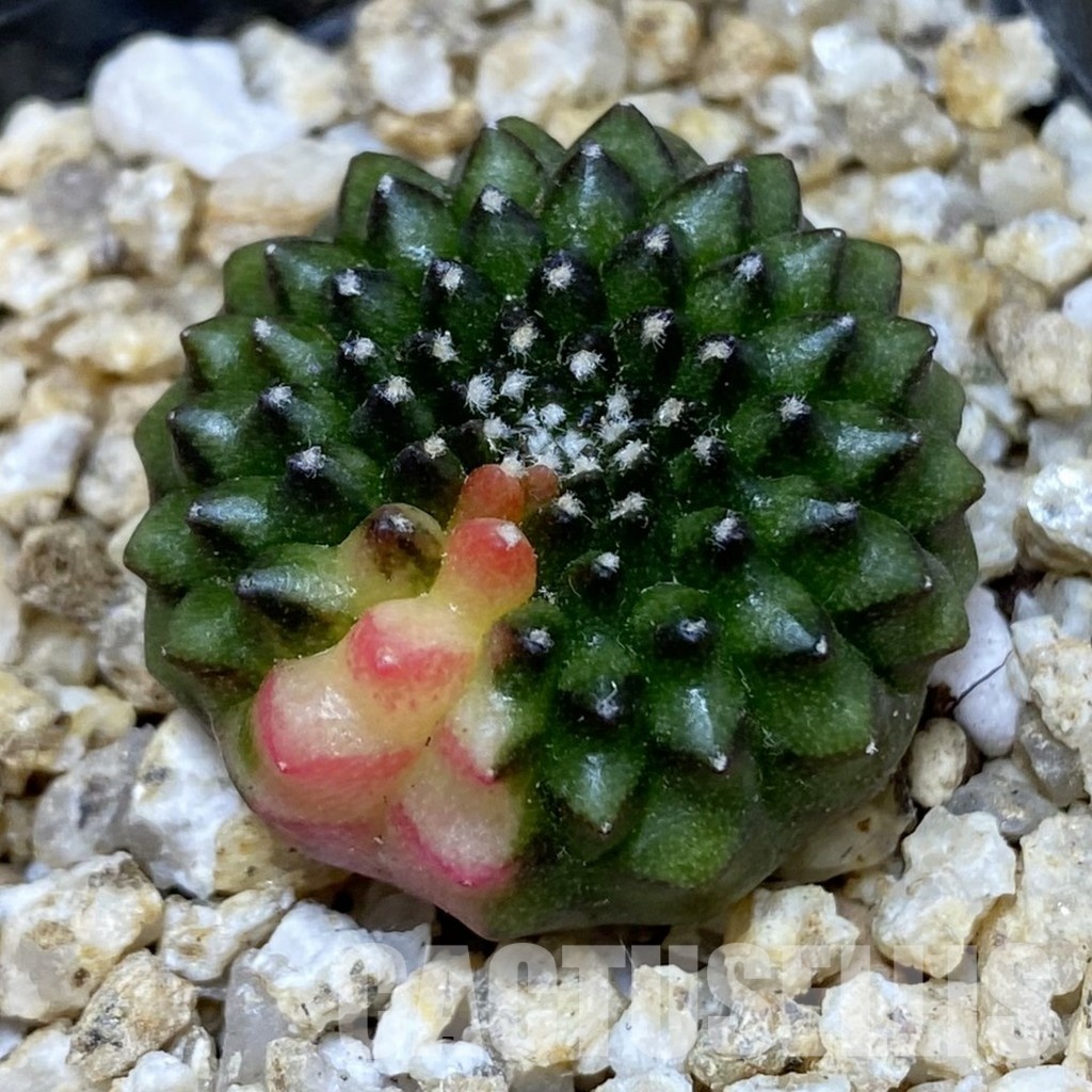 SH30396 Gymnocalycium mihanovichii ‘inermis’ f. variegata, seedling