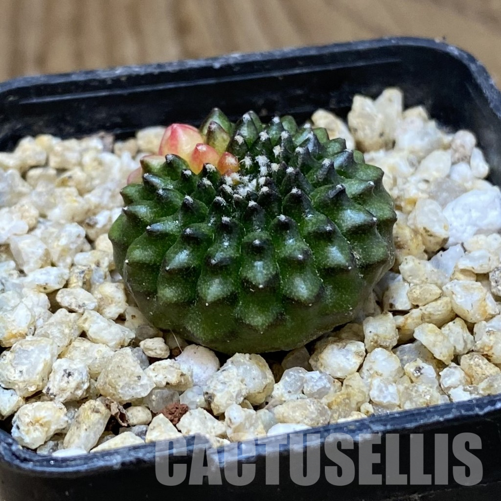 SH30396 Gymnocalycium mihanovichii ‘inermis’ f. variegata, seedling - Image 2
