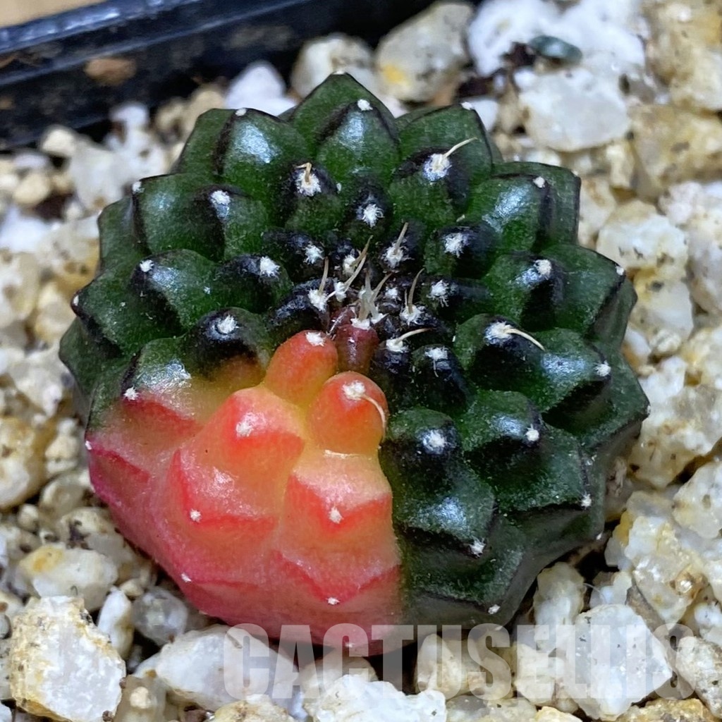 SH30397 Gymnocalycium mihanovichii ‘inermis’ f. variegata, seedling