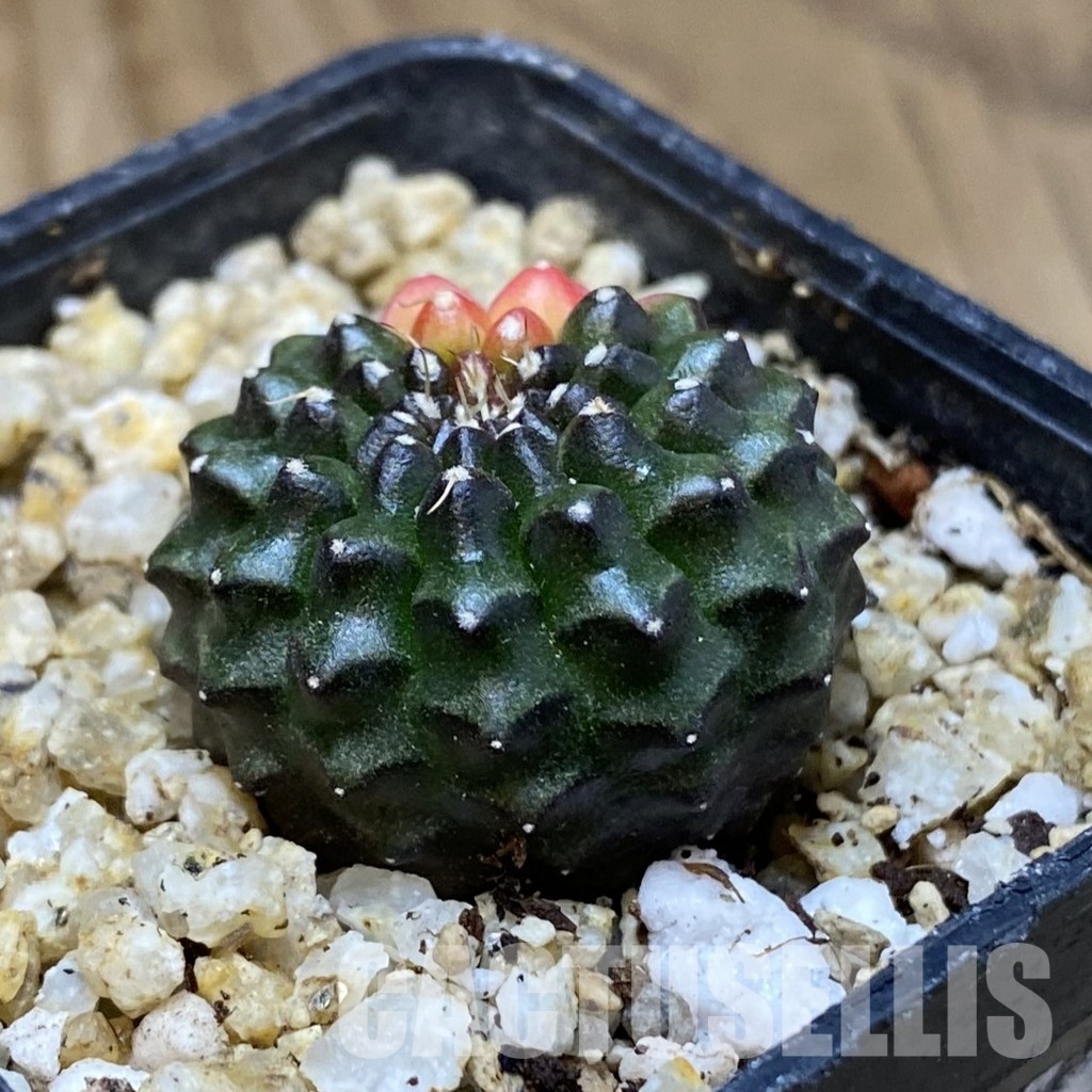 SH30397 Gymnocalycium mihanovichii ‘inermis’ f. variegata, seedling - Image 2