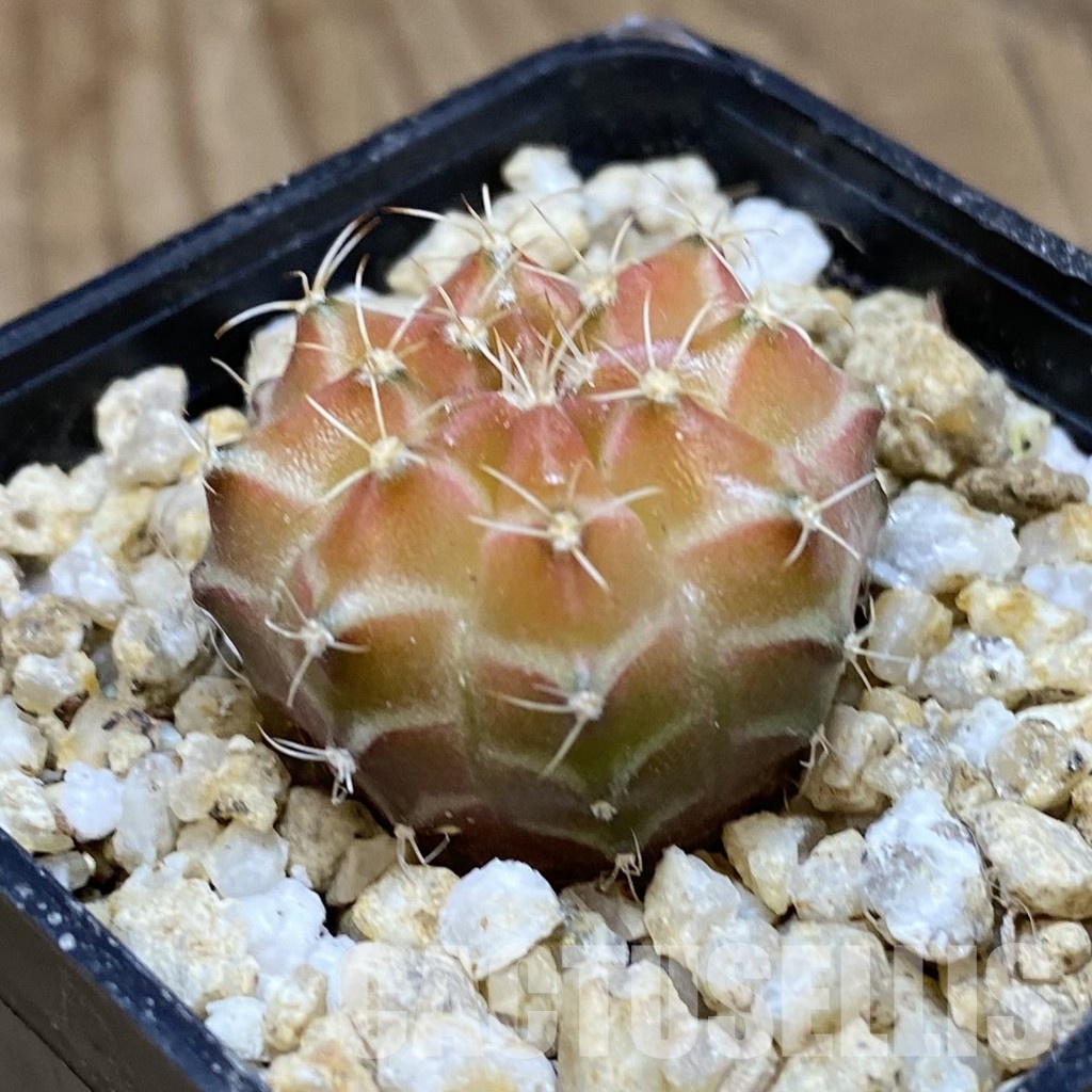 SH30398 Gymnocalycium mihanovichii ‘Neon’ hybrid - Image 2