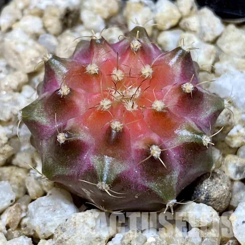 SH30399 Gymnocalycium mihanovichii ‘Neon’ hybrid