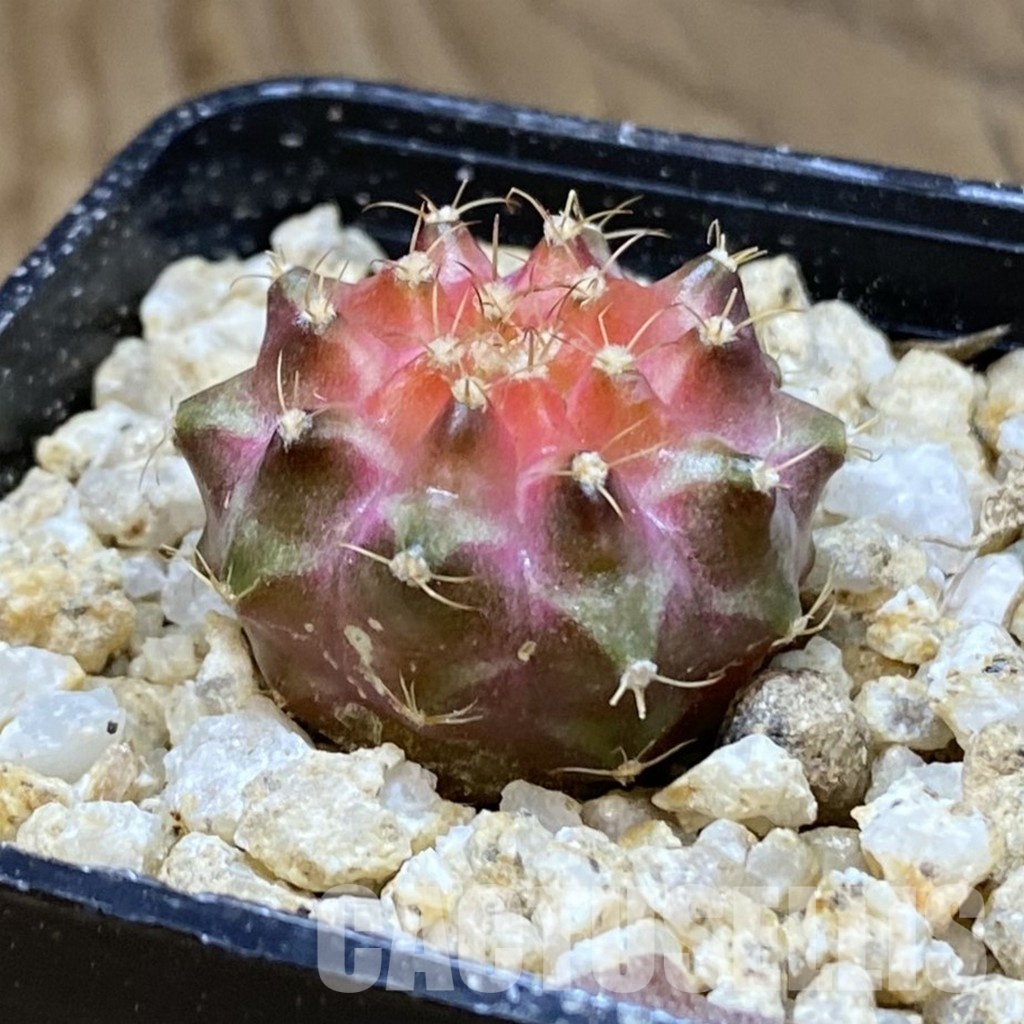 SH30399 Gymnocalycium mihanovichii ‘Neon’ hybrid - Image 2