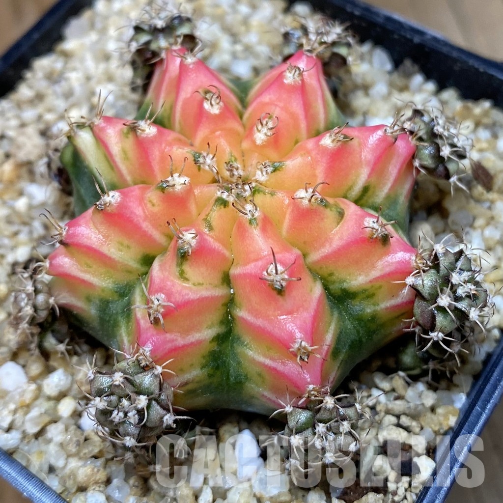 SH30401 Gymnocalycium mihanovichii ‘Red Chilli’