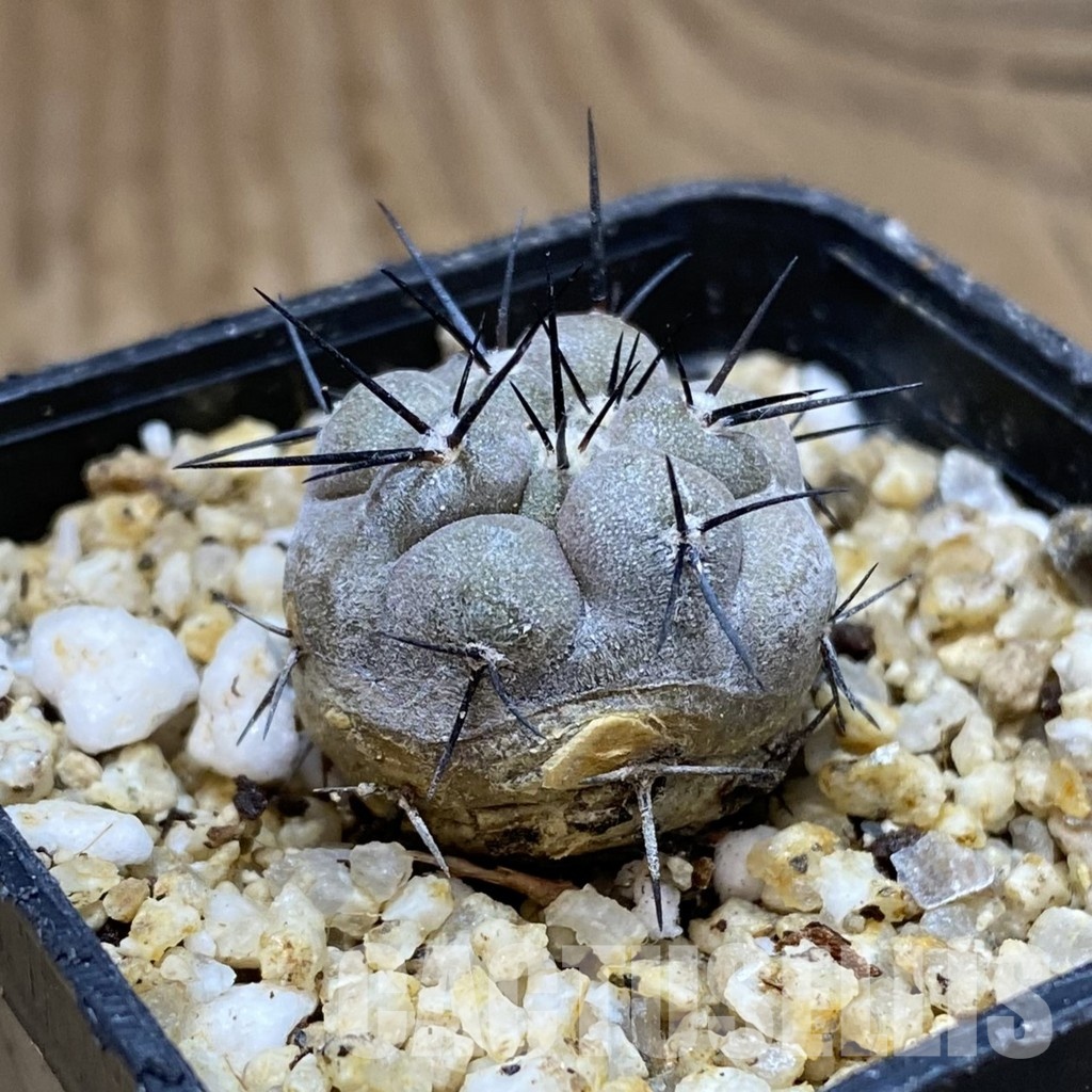 SH30356 Copiapoa cinerea -Perales- - Image 2