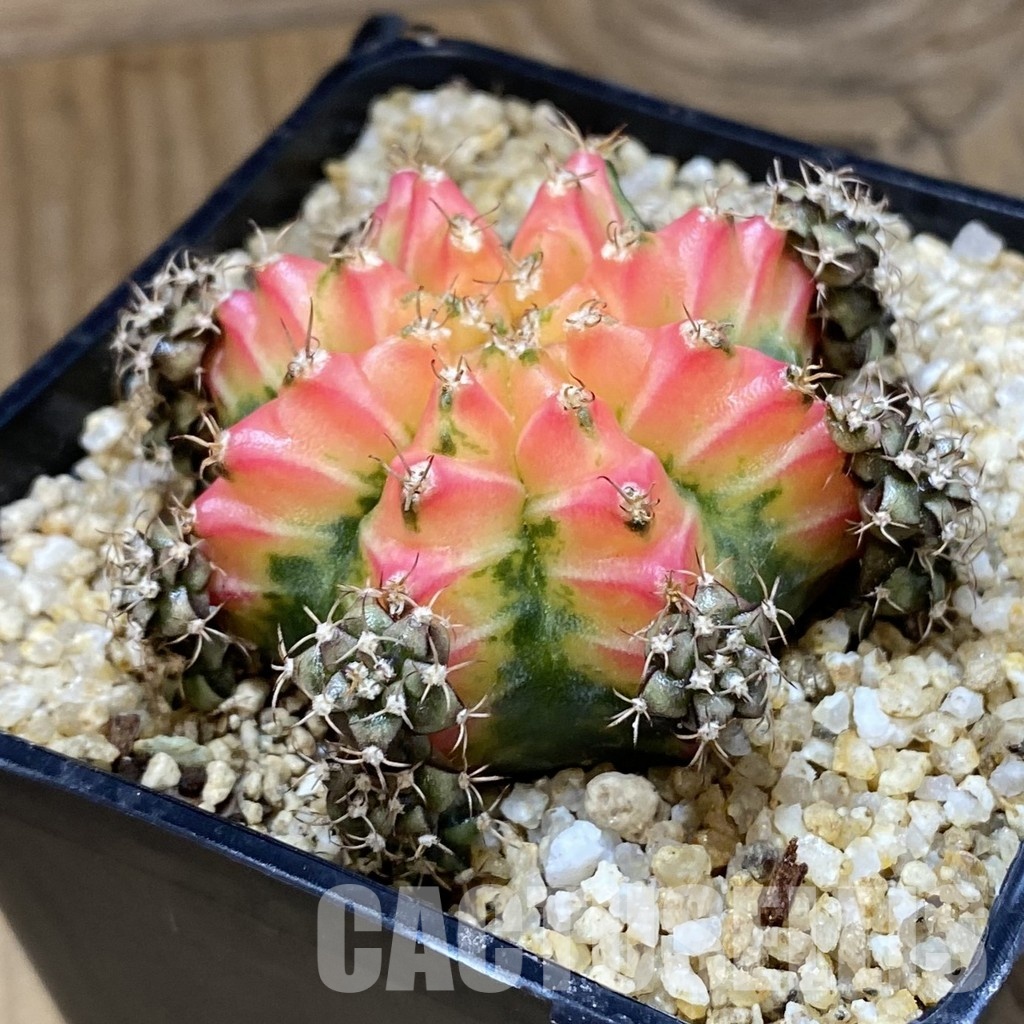 SH30401 Gymnocalycium mihanovichii ‘Red Chilli’ - Image 2