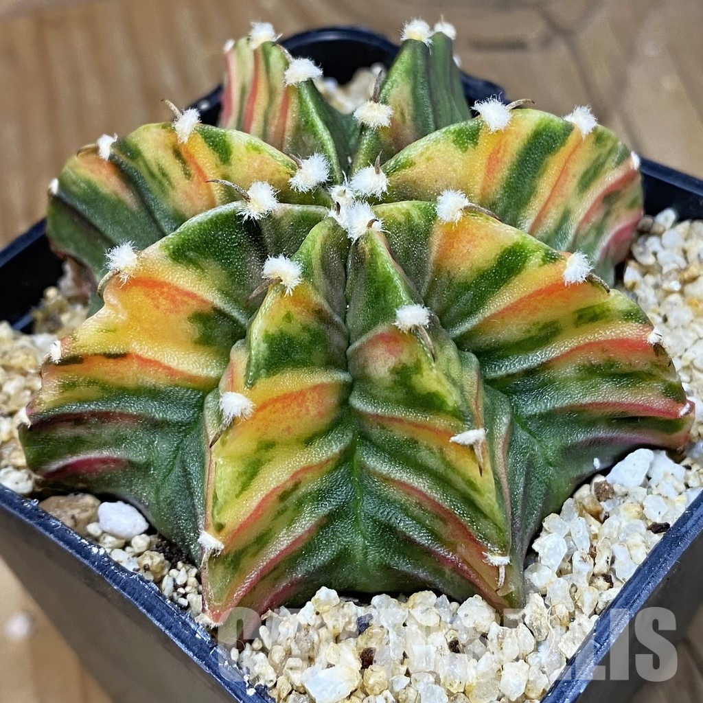 SH30402 Gymnocalycium friedrichii LB f. variegata, seedling