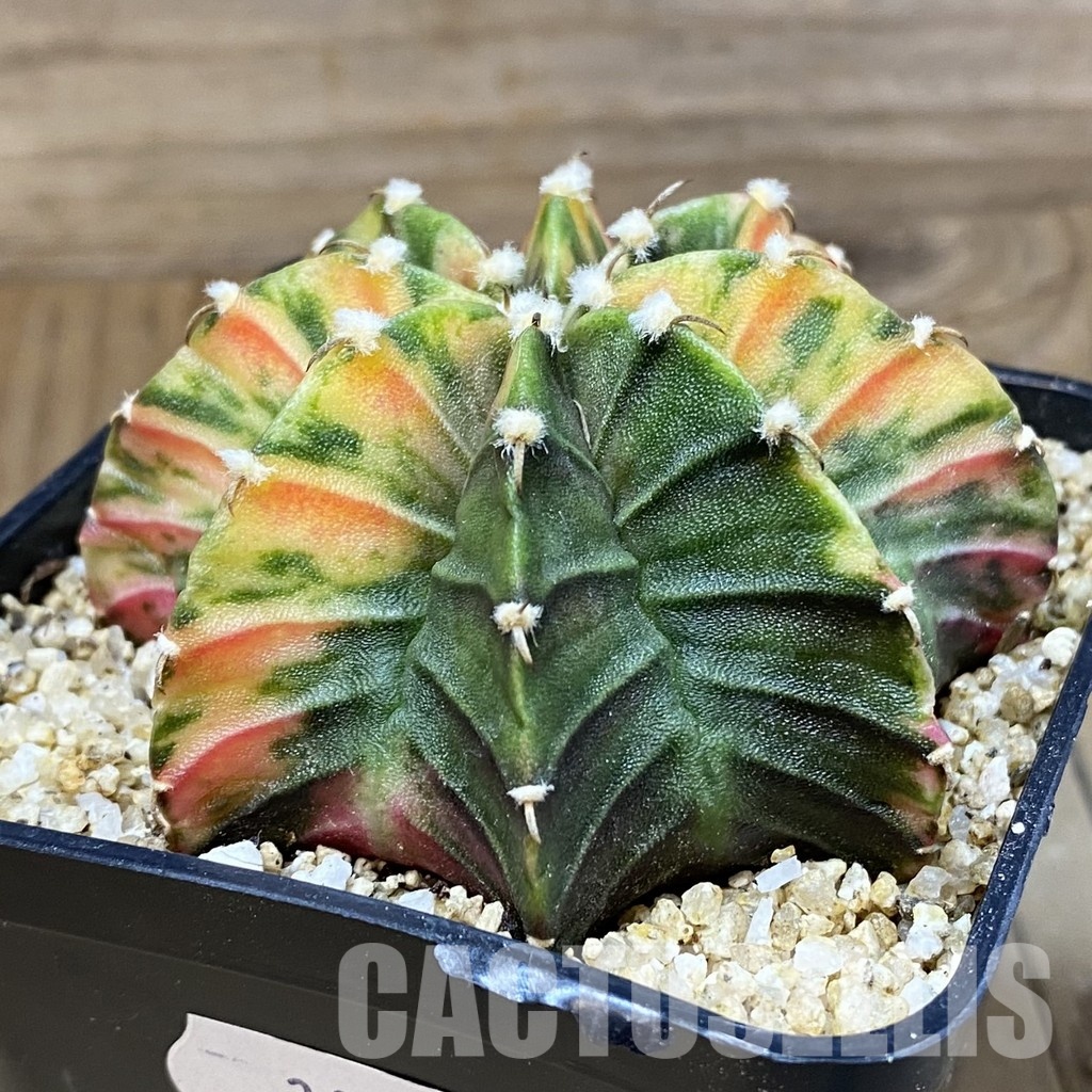 SH30402 Gymnocalycium friedrichii LB f. variegata, seedling - Image 2