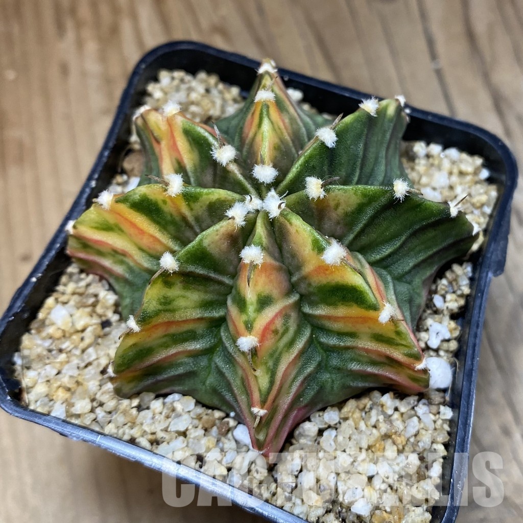 SH30402 Gymnocalycium friedrichii LB f. variegata, seedling - Image 3