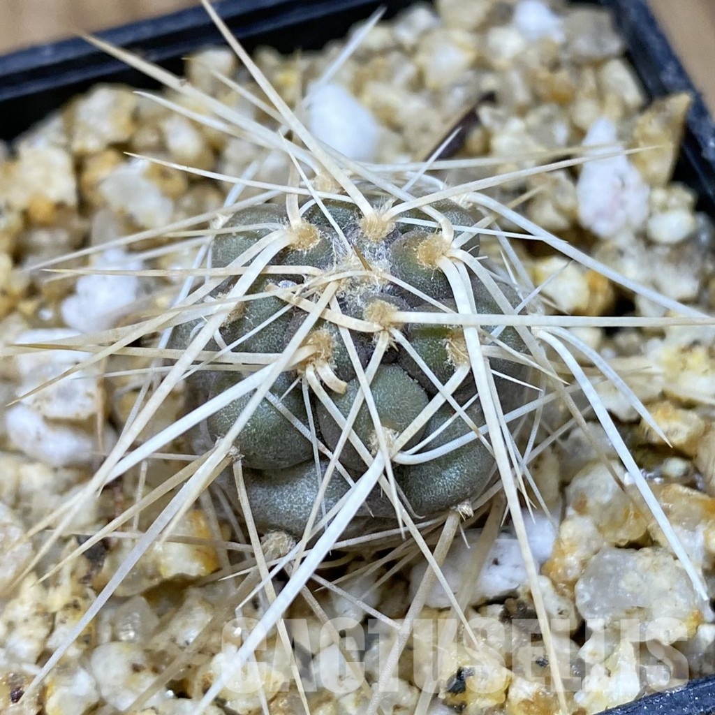SH30357 Tephrocactus fiambalensis - Image 2