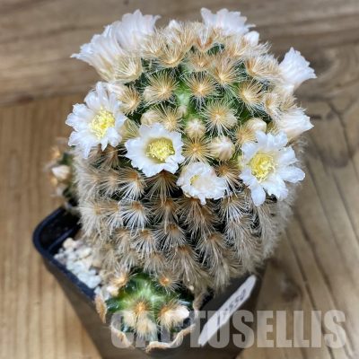 SH19550 Mammillaria carmenae hybrid