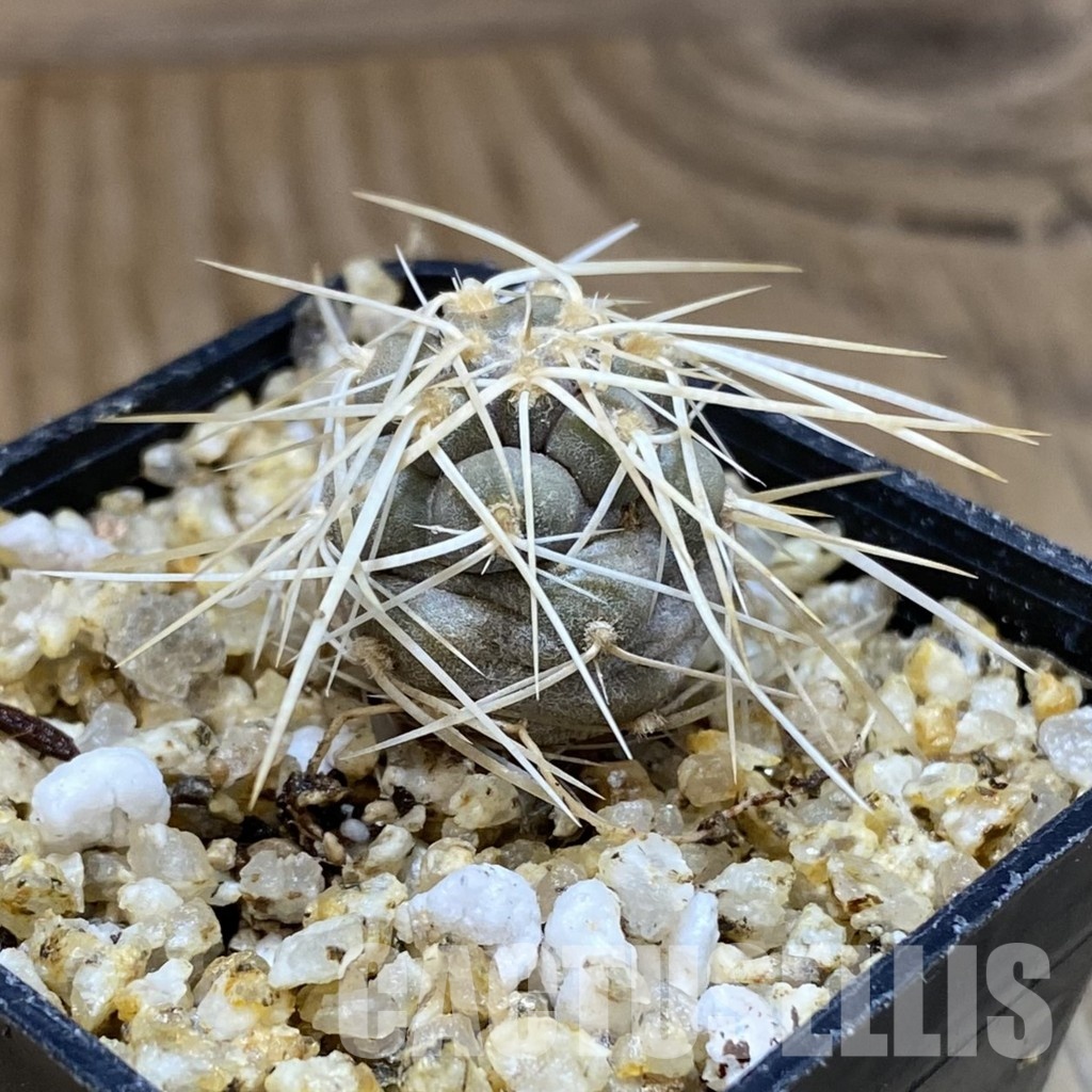 SH30357 Tephrocactus fiambalensis - Image 3