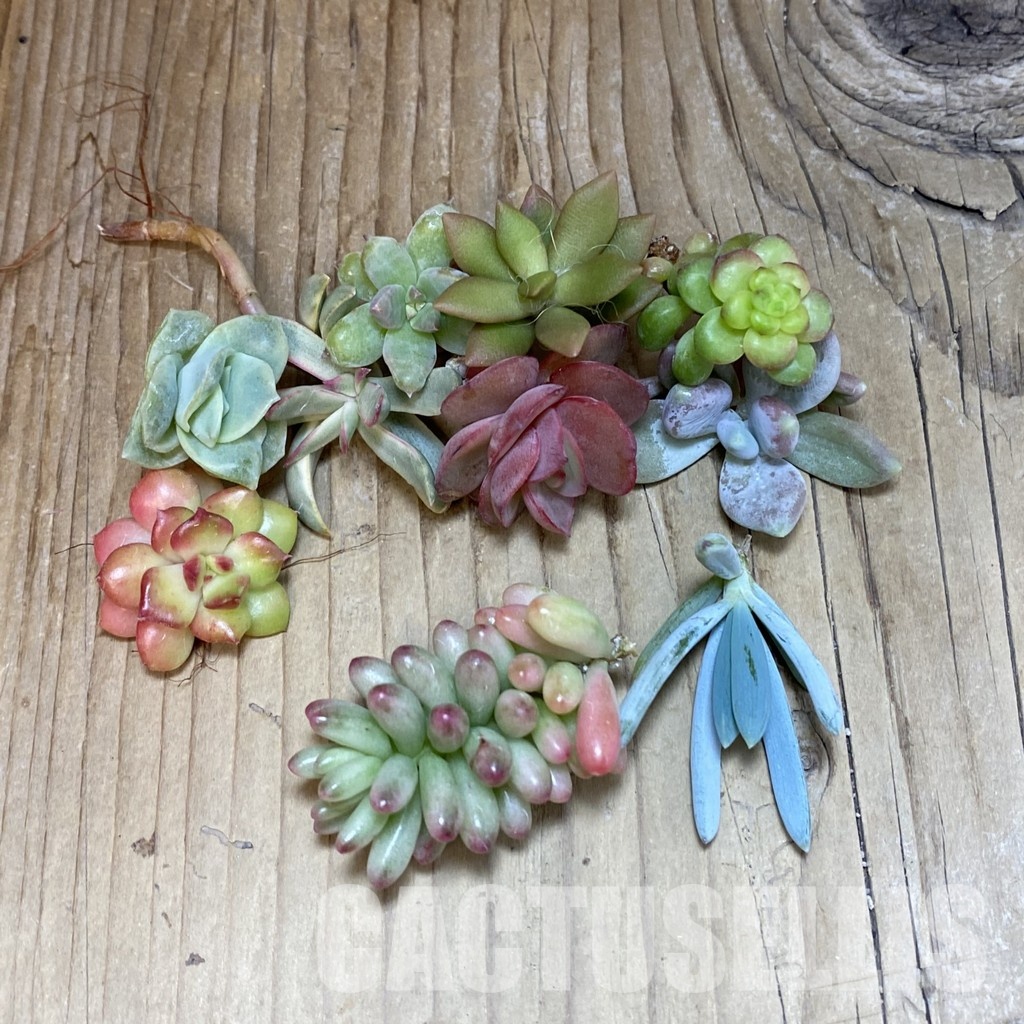SH30472 Succulents mix, cuted - Image 2