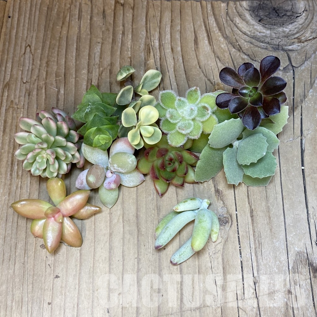 SH30473 Succulents mix, cuted - Image 2