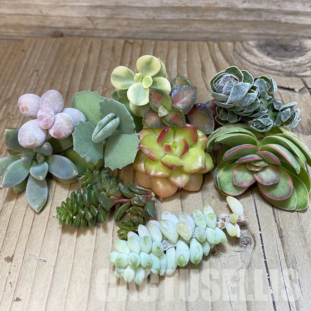 SH30474 Succulents mix, cuted