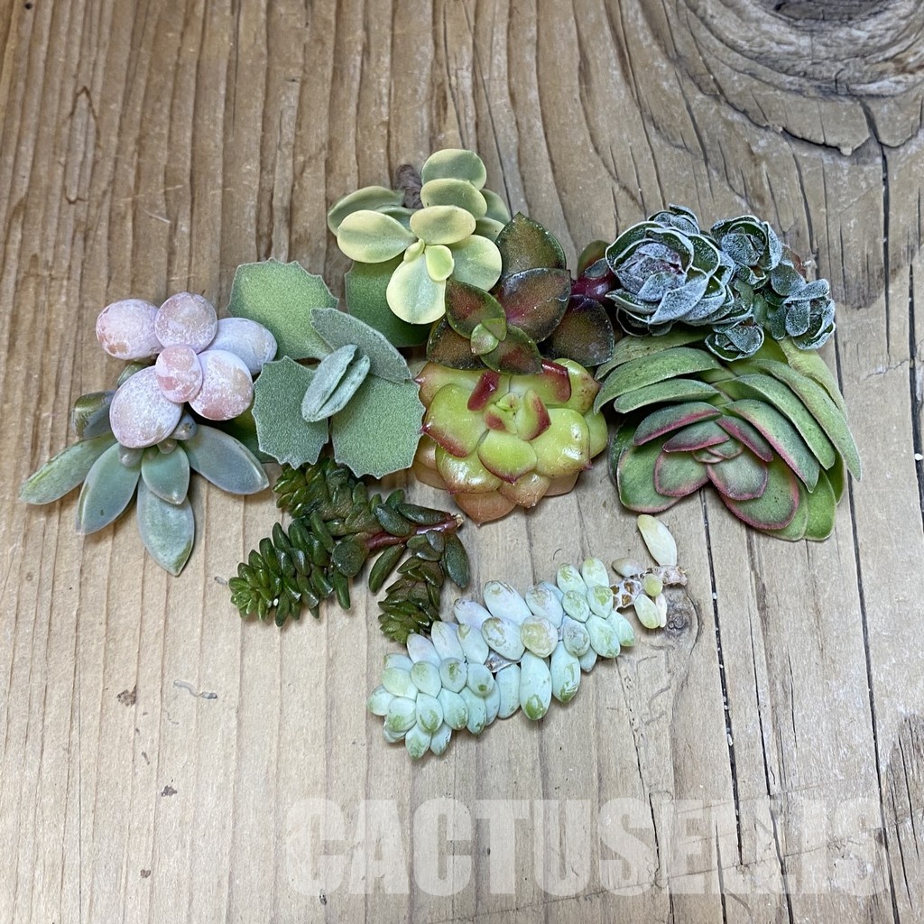 SH30474 Succulents mix, cuted - Image 2