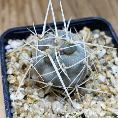 SH30360 Tephrocactus fiambalensis