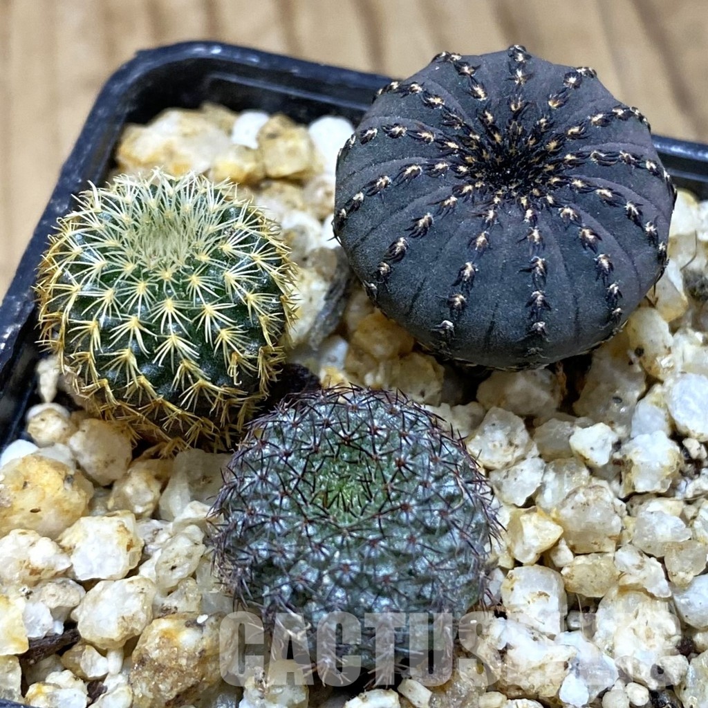 SH30364 Frailea mix
