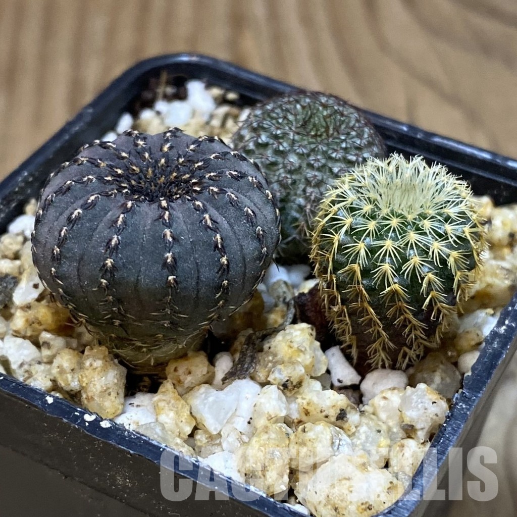 SH30364 Frailea mix - Image 2