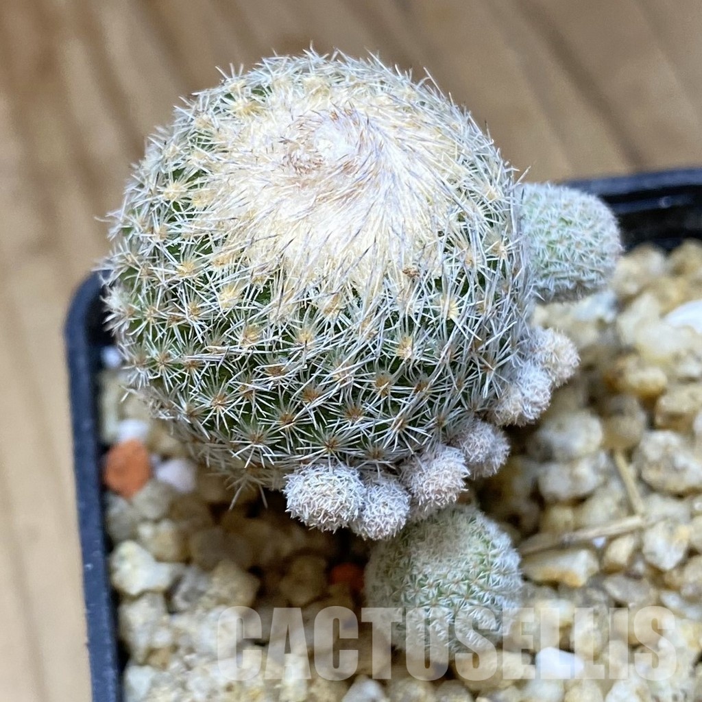 SH30367 Epithelantha micromeris v. polycephala - Image 2