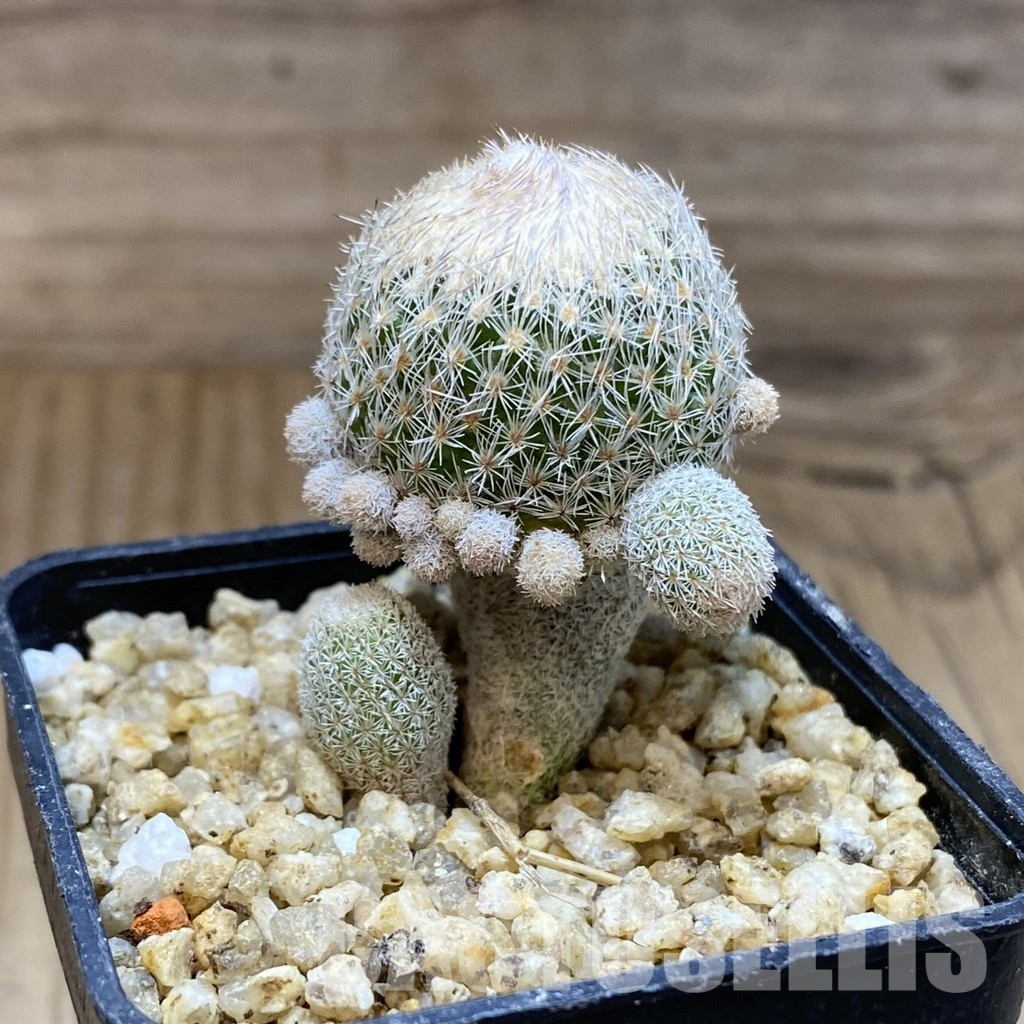 SH30367 Epithelantha micromeris v. polycephala - Image 3