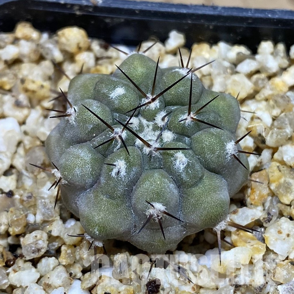 SH30353 Copiapoa cinerea -Perales-
