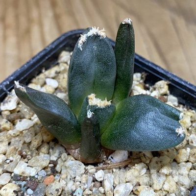 SH30370 Ariocarpus retusus ‘Three Finger’, own roots seedling